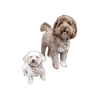 No Place Like Home Doodles Sticker by Geekster Pets