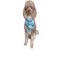 Poodle Onomatopoeia Sticker by Geekster Pets