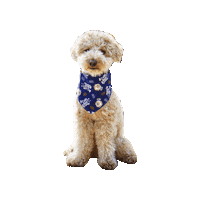 Mini Poodle Star Wars Dog Sticker by Geekster Pets
