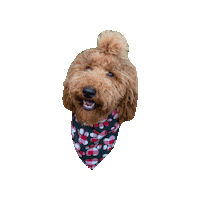 Golden Doodle Sticker by Geekster Pets