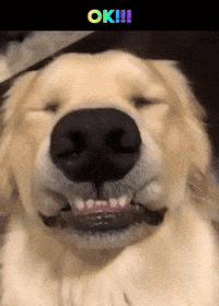 Video gif. A close-up of a golden retriever's smiling face. Text, "ok!!!"