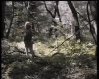 battle for endor wicket GIF by mdleone
