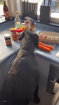 Labrador Gets Stuck in Making Her Own Birthday Cake