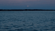 perfect loop GIF by Living Stills