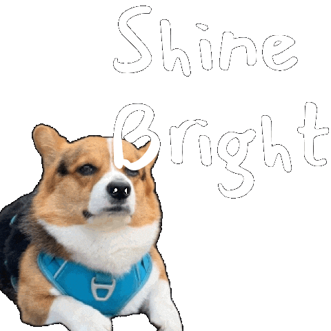 Shine Corgi Sticker