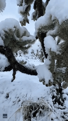 Stunning Footage Shows Snow Coating Arizona's Saguaro National Park