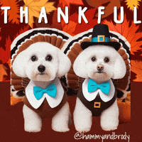 Dogs Thanksgiving GIF by HammyandBrody
