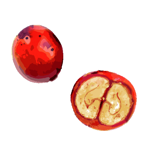 LACASCARA_Aperitivo giphyupload coffee cherry kaffee Sticker