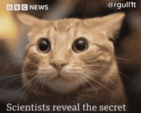 Cat Observing GIF