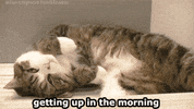 morning getting up GIF
