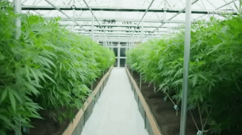 Viceland GIF by WEEDIQUETTE