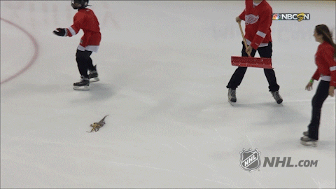 detroit red wings ice clean up GIF by NHL
