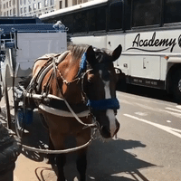 Activists Urge New Yorkers to Contact City Council as Carriage Horses Forced to Work During Severe Heatwave