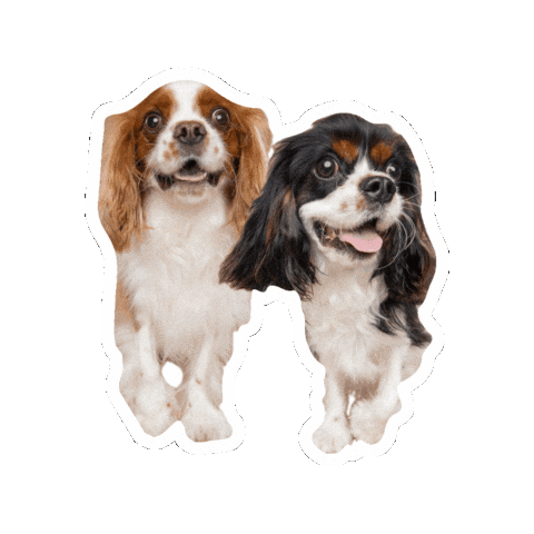 Dogs Smile Sticker