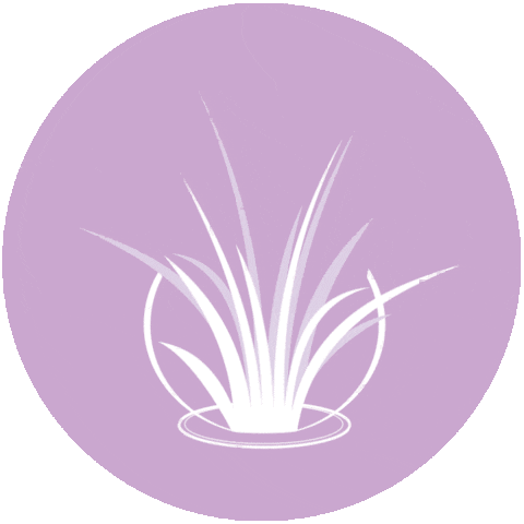 airplantshop giphyupload link in bio linkinbio airplant Sticker