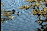 cmhgif GIF by Canadian Museum of History