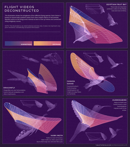 insect patterns GIF