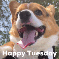 Dog Corgi GIF