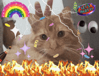 Cat Ginger GIF
