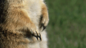 symphony for our world GIF by Nat Geo Wild 