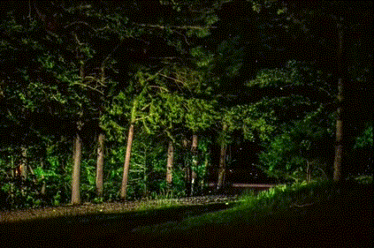 fireflies GIF