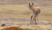 GIF by Disneynature