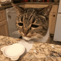 Cat Milk GIF