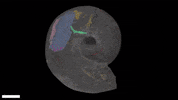 imperialcollege science ammonite ocean creature GIF