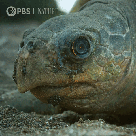 Pbs Nature Turtle GIF by Nature on PBS