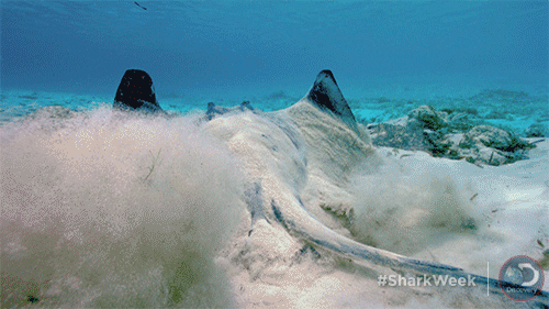 sting ray discovery GIF by Shark Week
