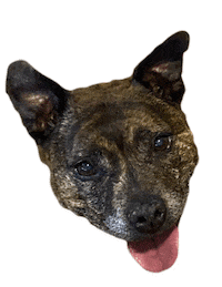 Dog Puppy Sticker by MoneyPenny Newcastle
