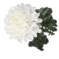madibanl flower madiba Sticker