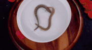 michael carbonaro GIF by truTV’s The Carbonaro Effect