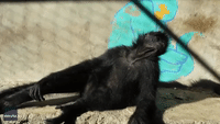 Because She's Worth It! Spider Monkey Sunbathes Like She's in a Photoshoot