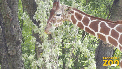 Hungry Chicago GIF by Brookfield Zoo