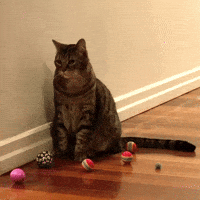 Bored Cat GIF