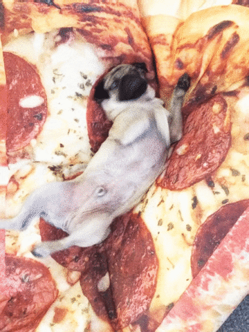 pizza pug GIF by mtv
