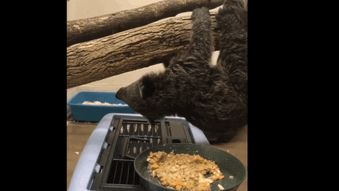 Hungry Baby GIF by Cincinnati Zoo
