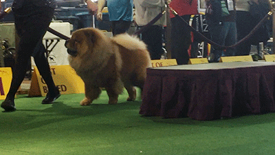 dog GIF by Westminster Kennel Club