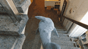comspace bored office alone shark GIF