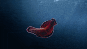 Cosmospossibleworlds GIF by cosmosontv
