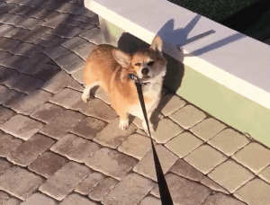 cuteanimalland giphyupload GIF