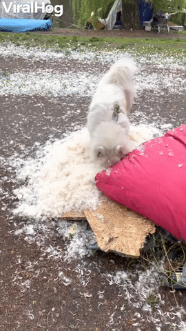 Doggy Having a Blast Destroying Her Blanket