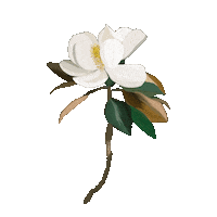 Flower Whiteflower Sticker