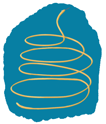Snake Spaghetti Sticker