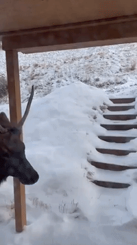 Elk Wander Across Fresh Snow in Central Colorado