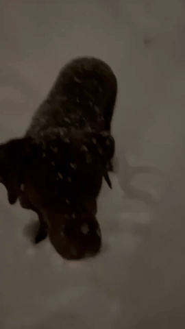 Pup Frolics With Ball on Snowy Evening