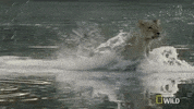 Prancing Nat Geo Wild GIF by Savage Kingdom