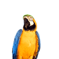 parrot loro movistar Sticker by Movistar España