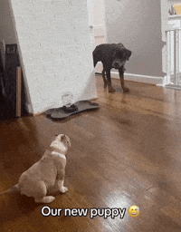Play Date Puppy GIF by the innernette